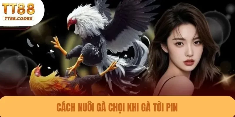 Cách nuôi gà chọi khi gà tới pin