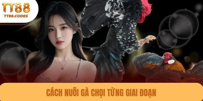 Cách nuôi gà chọi từng giai đoạn