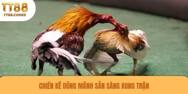 Chiến kê dũng mãnh sẵn sàng xung trận