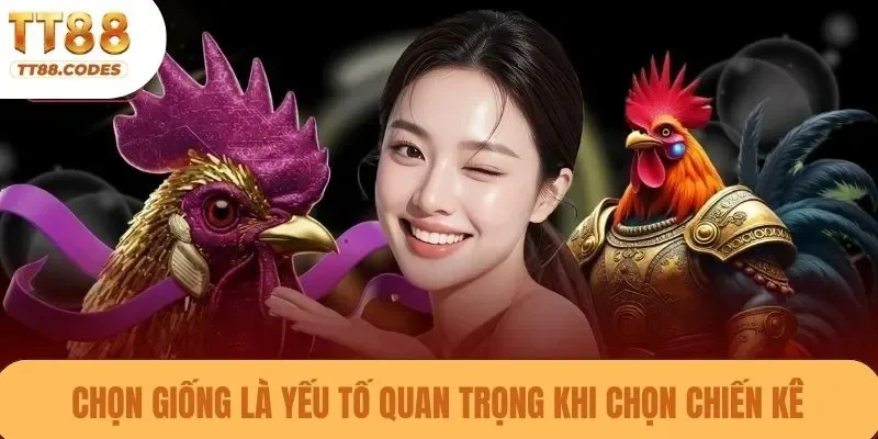 Chọn giống là yếu tố quan trọng khi chọn chiến kê