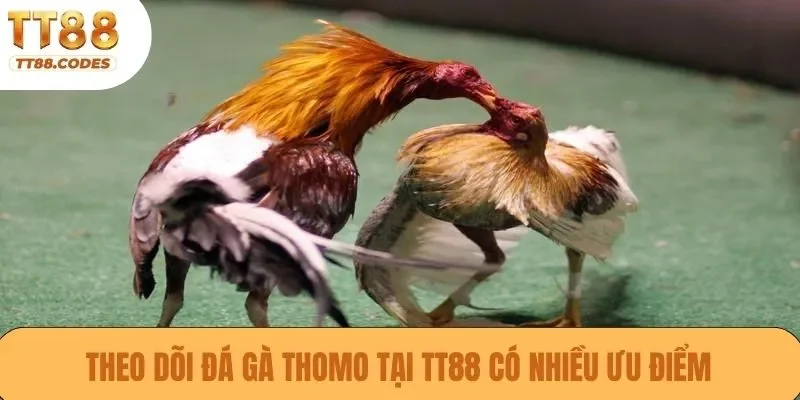 Theo dõi đá gà Thomo tại TT88 có nhiều ưu điểm