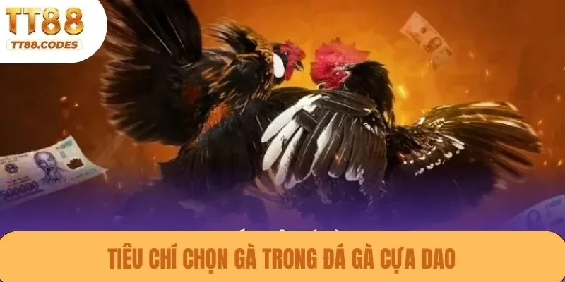 Tiêu chí chọn gà trong đá gà cựa dao