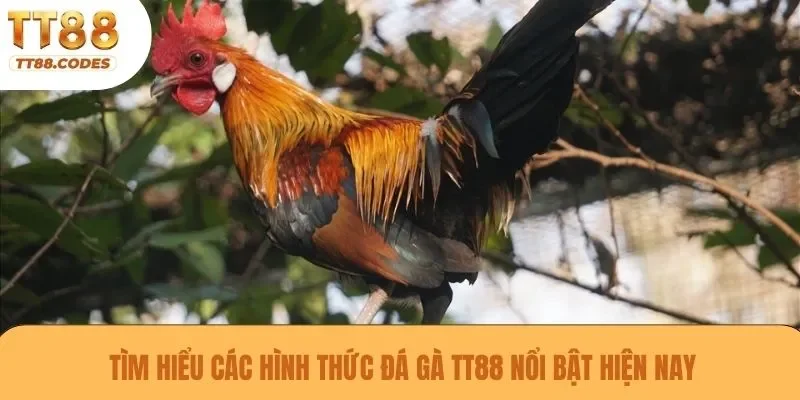 Tìm hiểu các hình thức đá gà TT88 nổi bật hiện nay