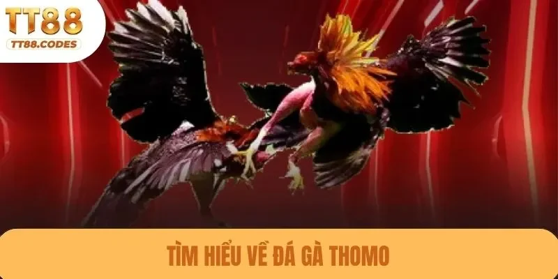 Tìm hiểu về đá gà Thomo